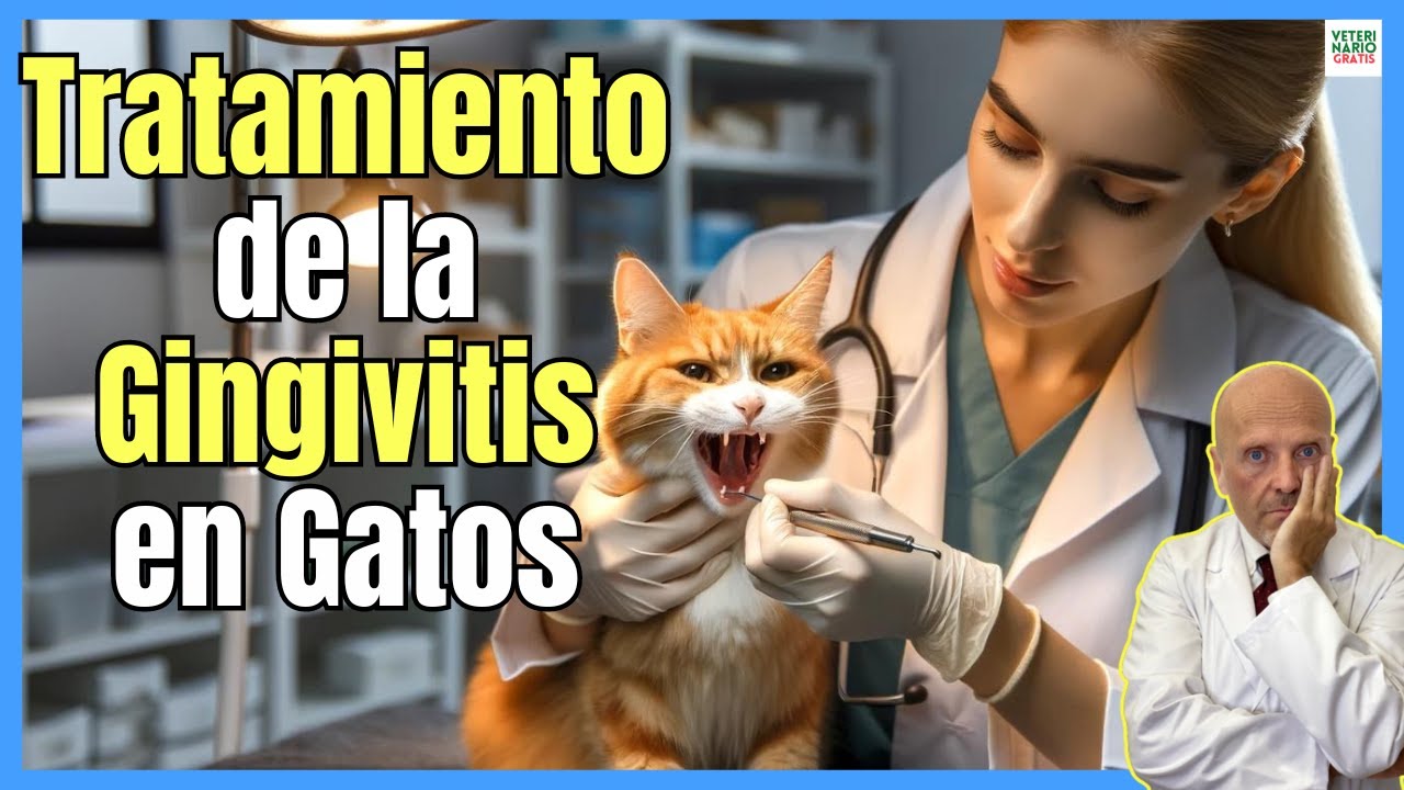 🔴 TRATAMIENTO DE LA GINGIVITIS CRÓNICA EN GATOS 🔴