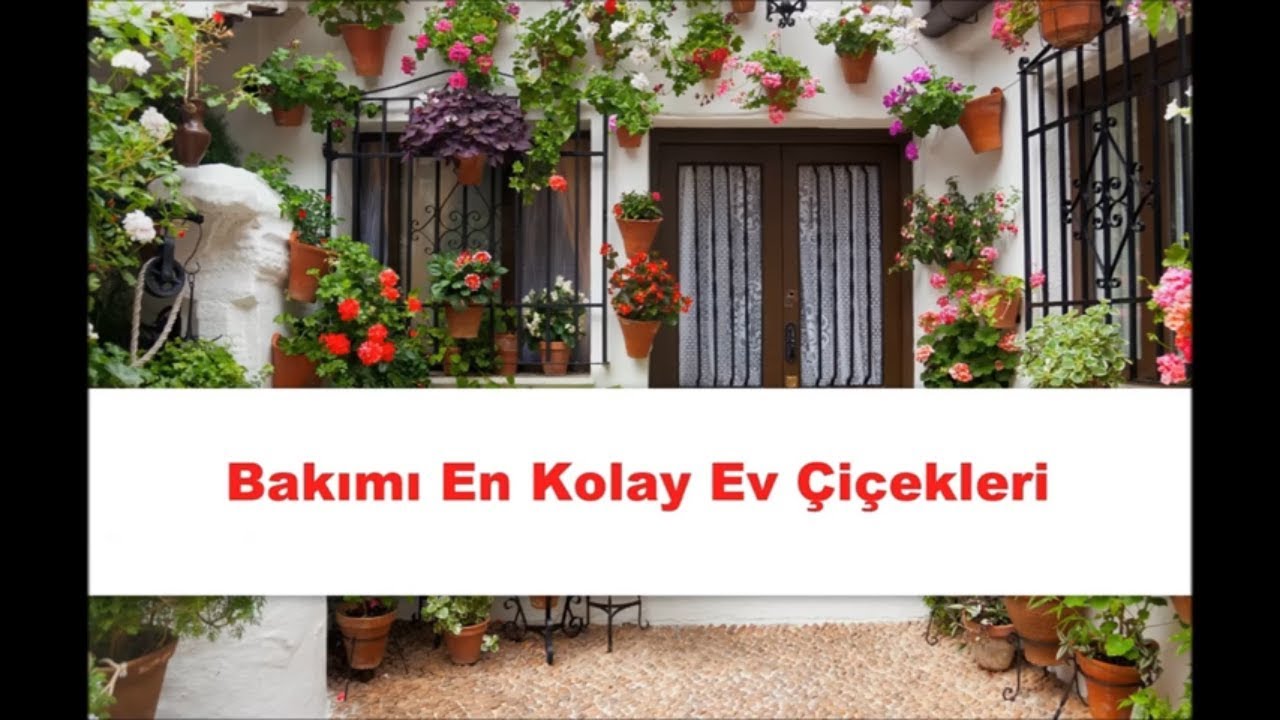 EN ÇOK TERCİH EDİLEN EV SAKSI ÇİÇEKLERİ NELERDİR?