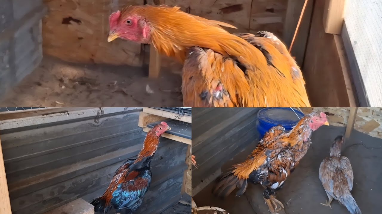 Thaib qaib thiab laij teb 