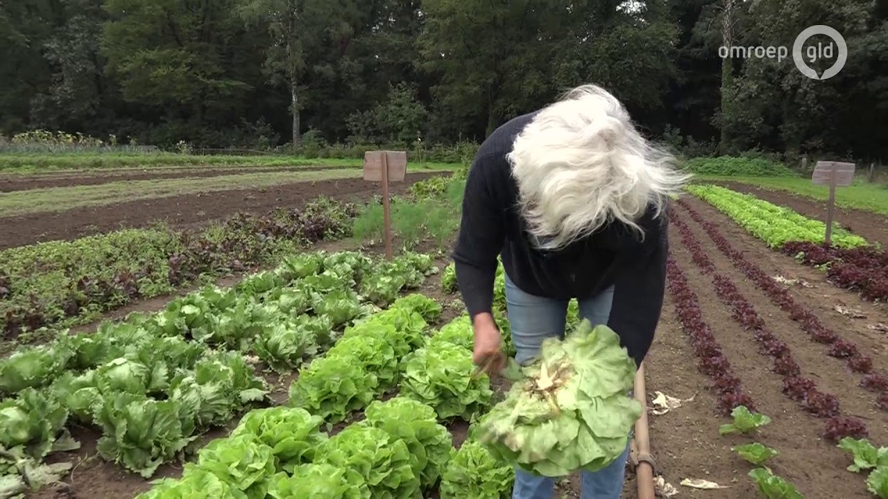 Zelf je groente plukken of oogsten: steeds meer mensen doen het