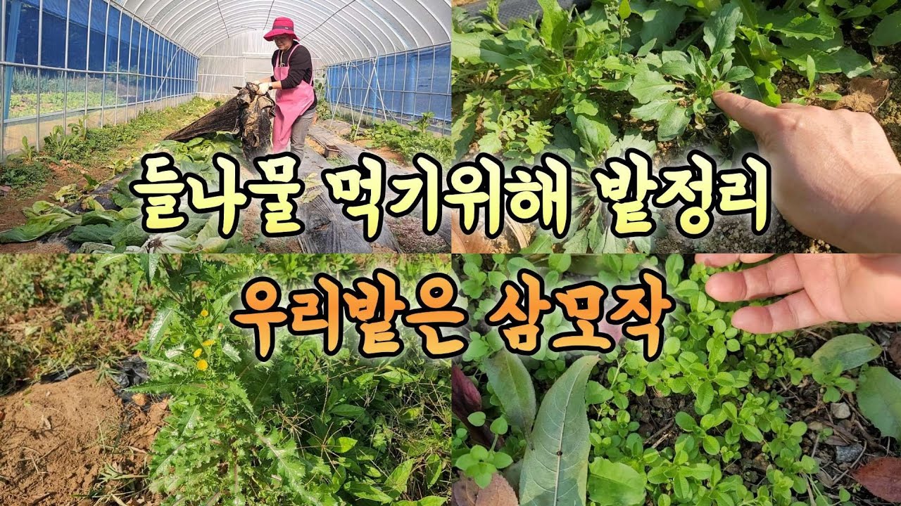 들나물 먹기위해 밭정리 합니다 내년봄까지 잡초들나물 활용할수 있어요