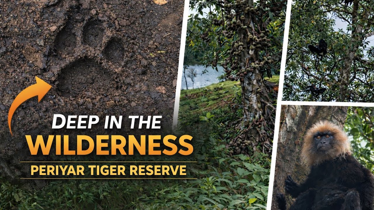 Into the Wild: Trekking Through Periyar Tiger Reserve 🌿#travel #nature #kerala #asmr #scary #hills 