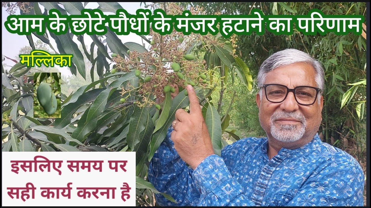 412. आम के छोटे पौधों के फूल हटाने का परिणाम. Mango flower removing result.