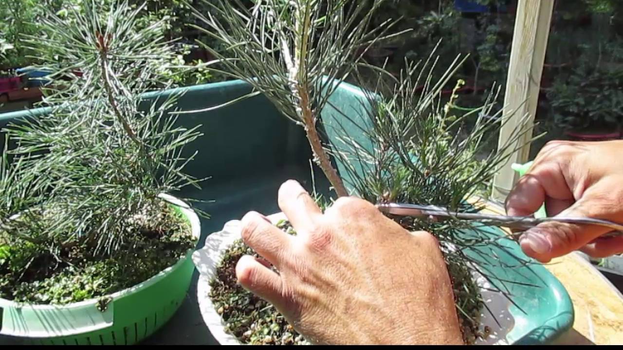 LIMPIEZA DE ACÍCULAS EN EL PINUS THUNBERGII