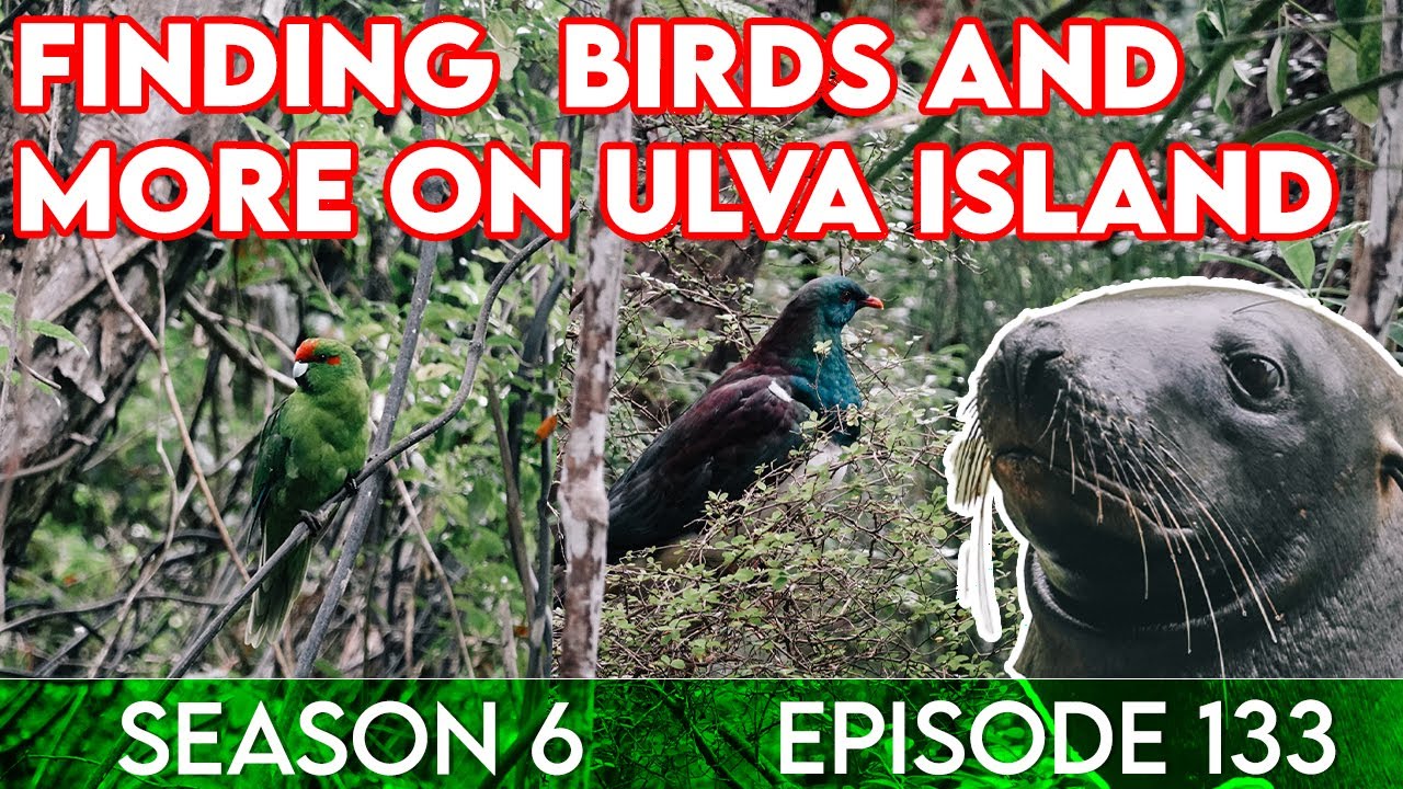A day trip on Ulva Island- the bird song might be the best in the world!!