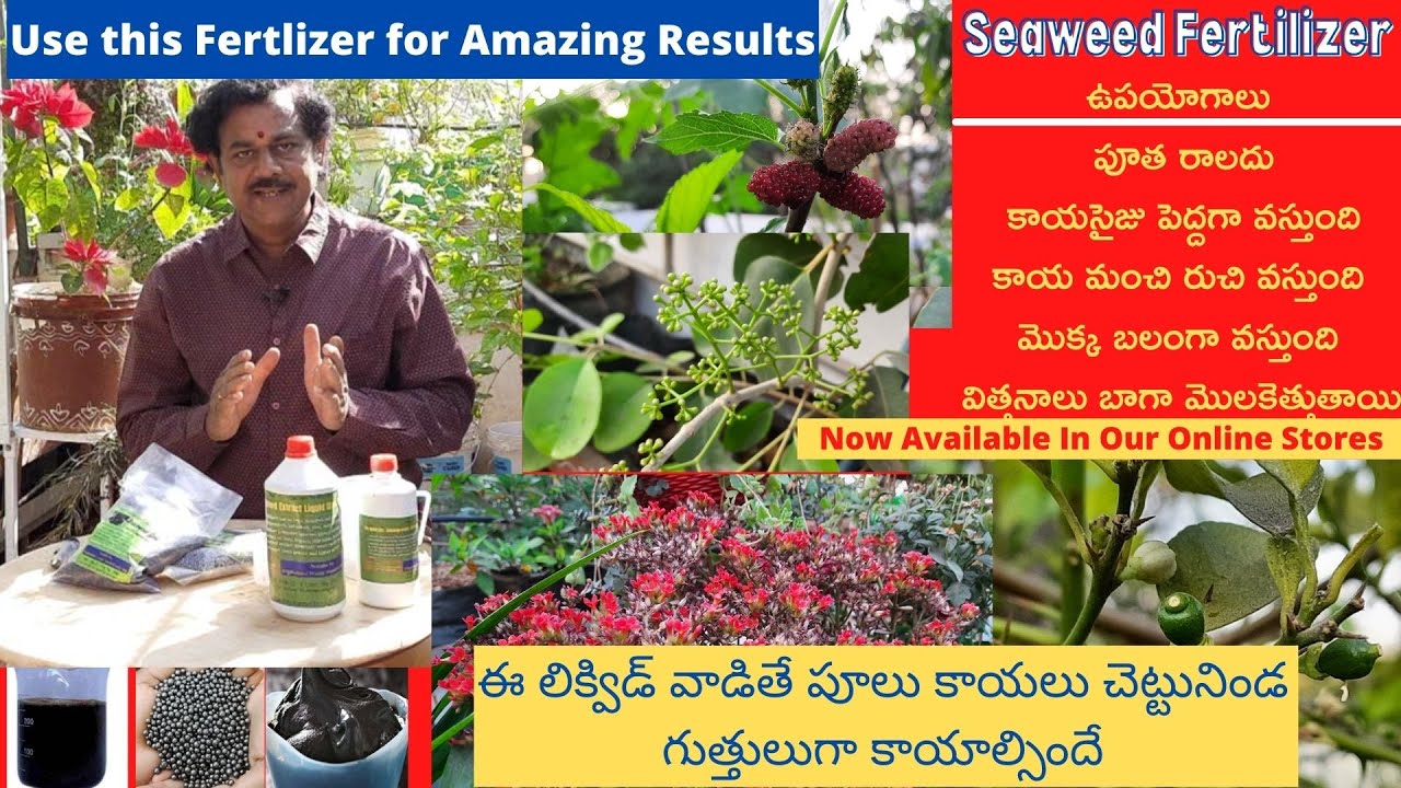 How to Use organic Seaweed Fertilizer | Uses of Seaweed Fertilizer | Best Fertilizer