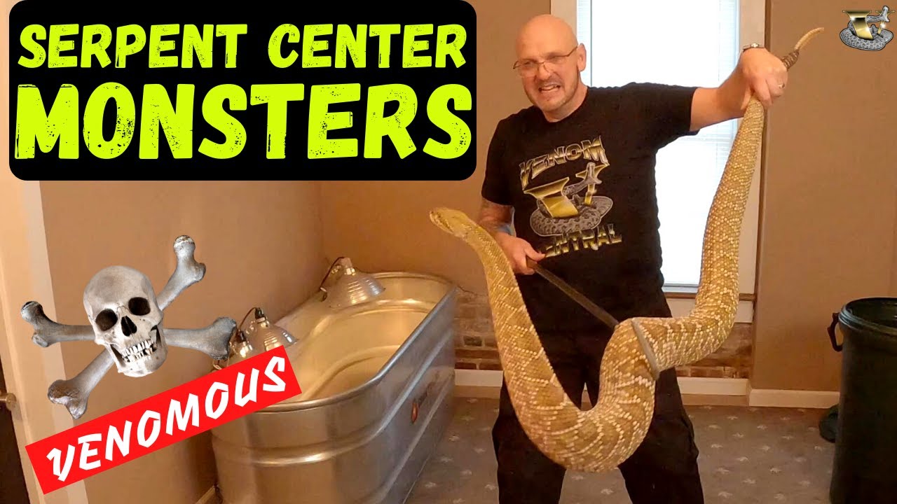 The Most Venomous Snakes in the World