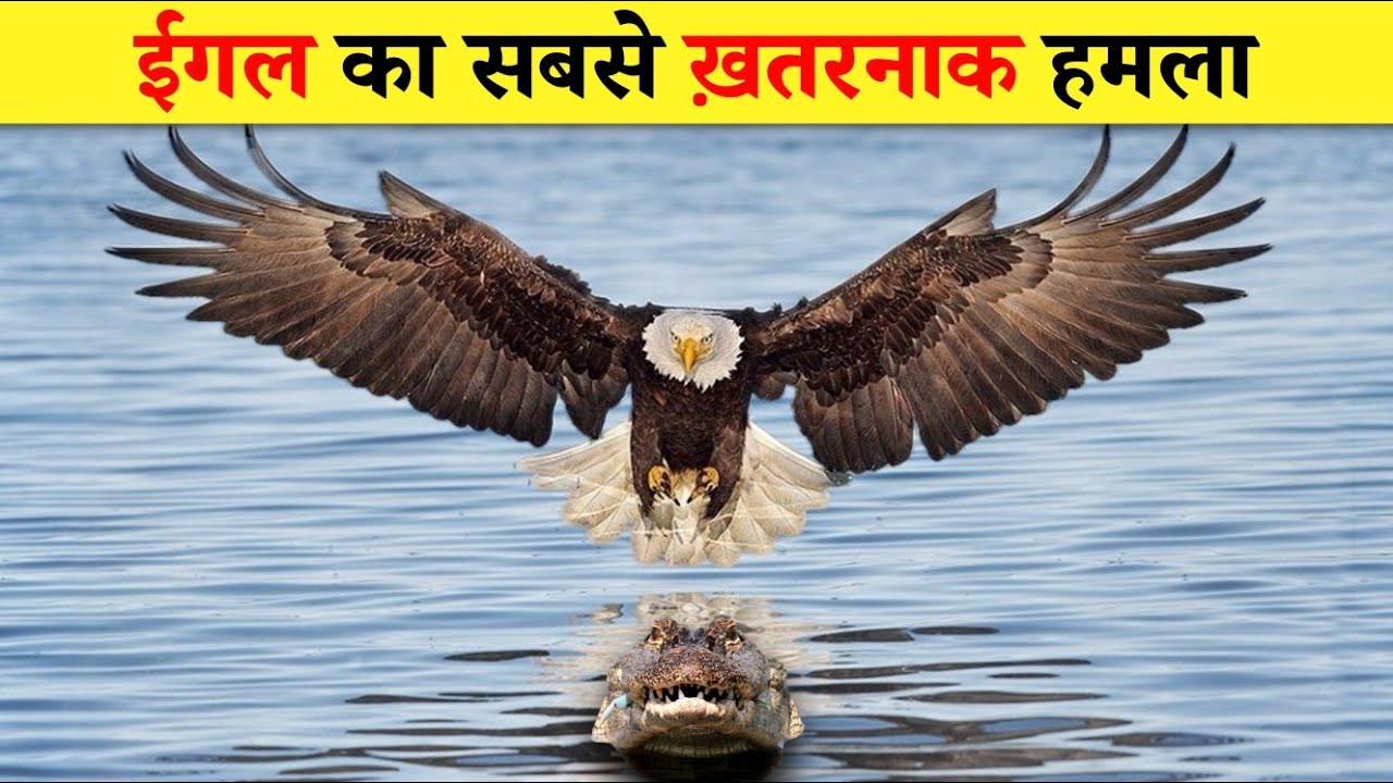 Today, the crocodile is in trouble. Most Dangerous Eagle Attacks in Wild Animals