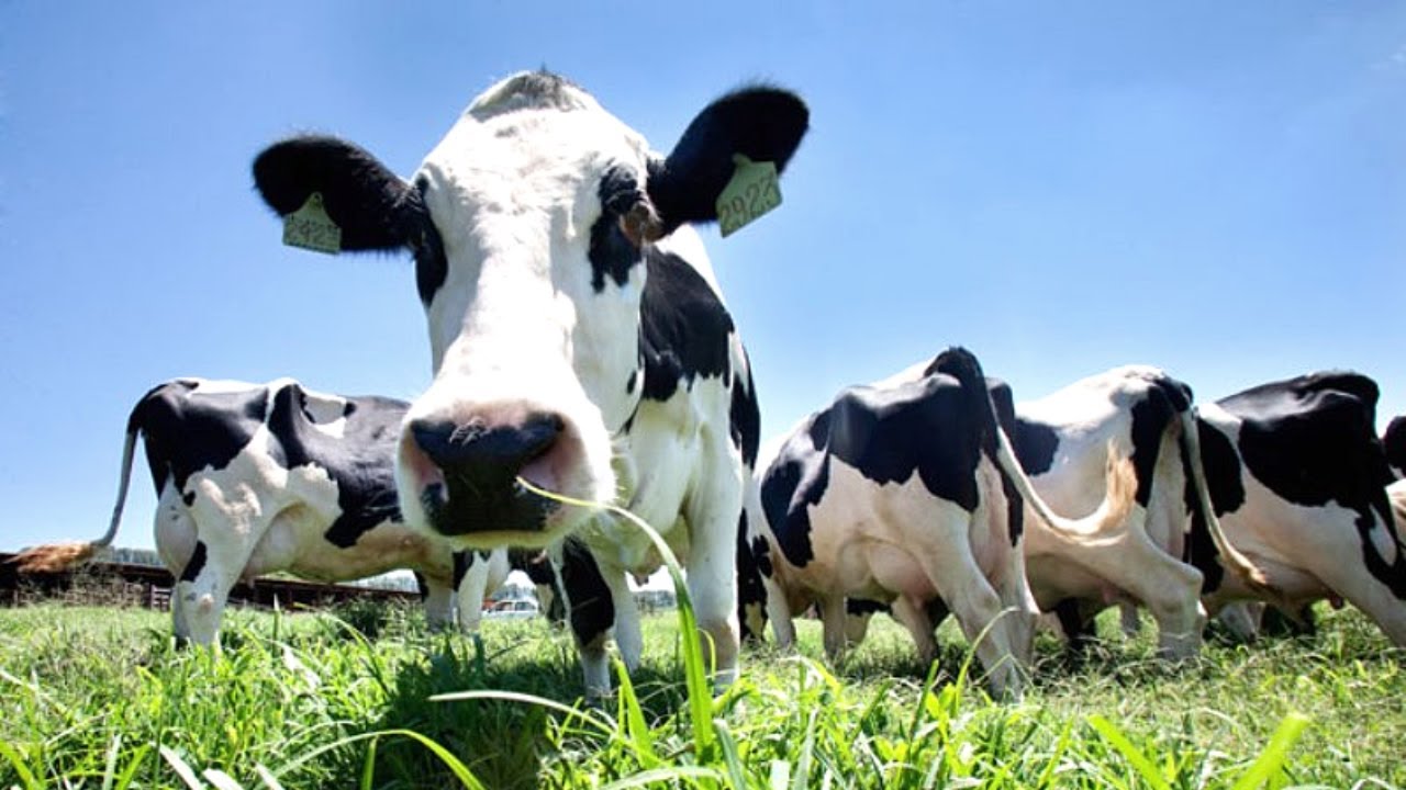 Som de vacas berrando no curral - Vaca mugindo - Animais da Fazenda