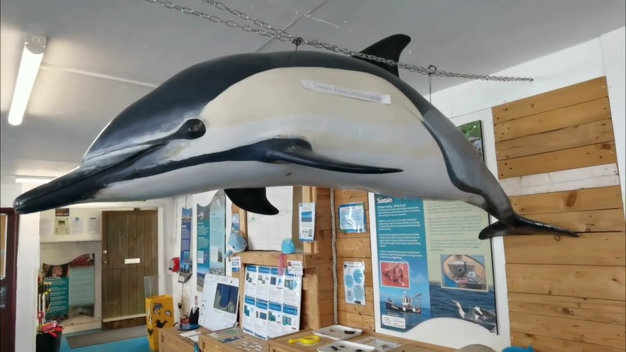Marine Wildlife Centre - Cardigan Bay, Wales 🏴󠁧󠁢󠁷󠁬󠁳󠁿🐬 #CBMWC #wales