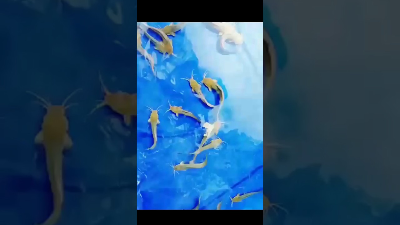 Desi magur fish . 