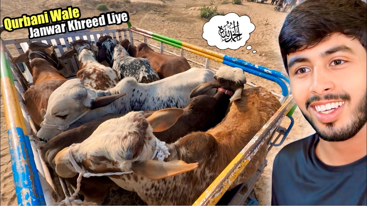 Finally Hum Ne Qurbani Wale Janwar Khareed Liye 😍 ALHAMDULILLAH 