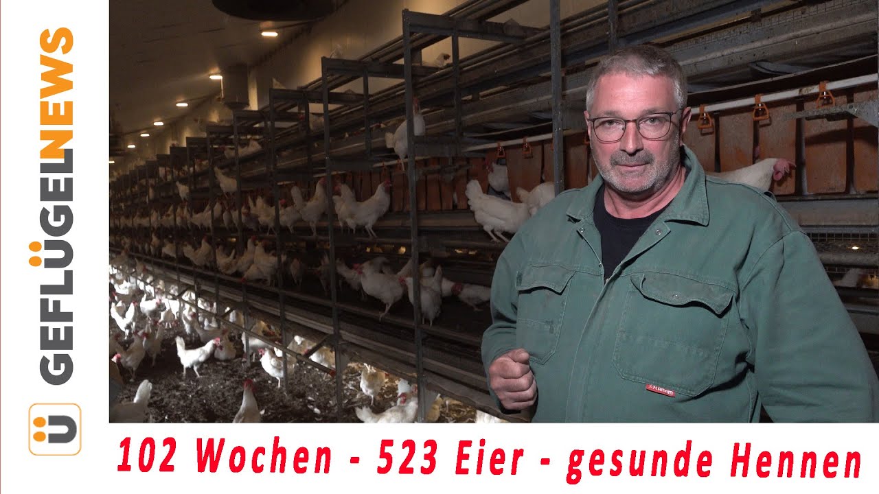 523 Eier, gesunde Tiere - Erfahrungen nach 102 Wochen mit LSL-Lite Hennen
