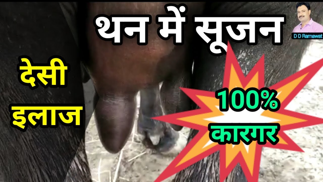 भैंस के थन में सूजन का इलाज  buffalo teats udder swelling / buffalo ke thano mein sujan    Ramawat