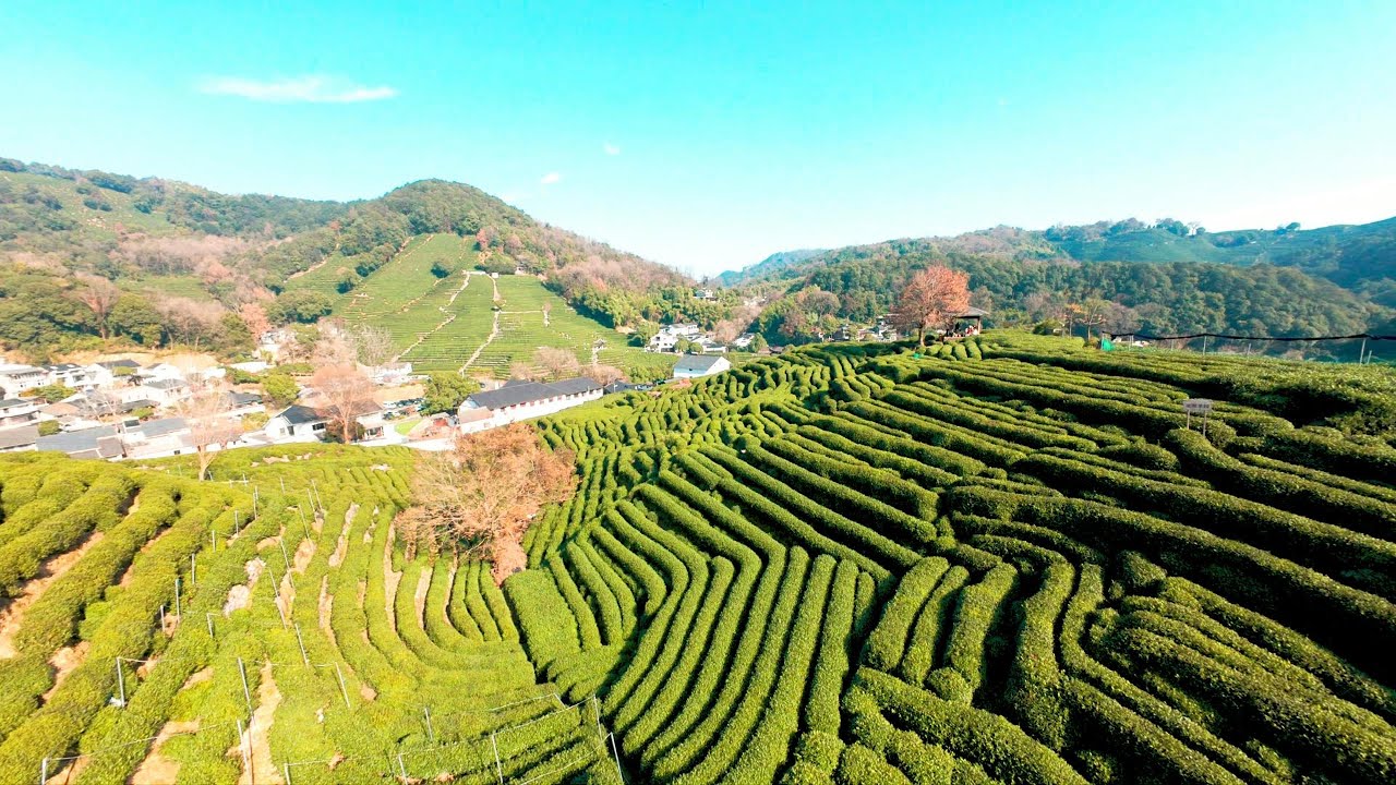 I FPV'd China's Most Famous Tea 🐉. Why is NO ONE Flying Here? Hangzhou's Beauty