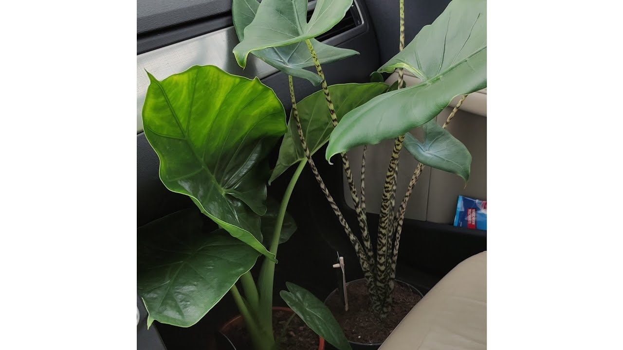 Alocasia Pasiasta Zebrina, Alocasia Macrorrhiza nowe nabytki 😅👍