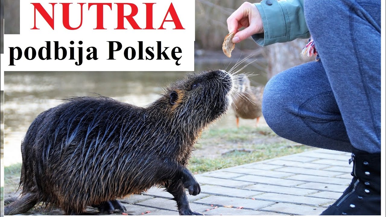 NUTRIA - gryzoń który podbija Polskę