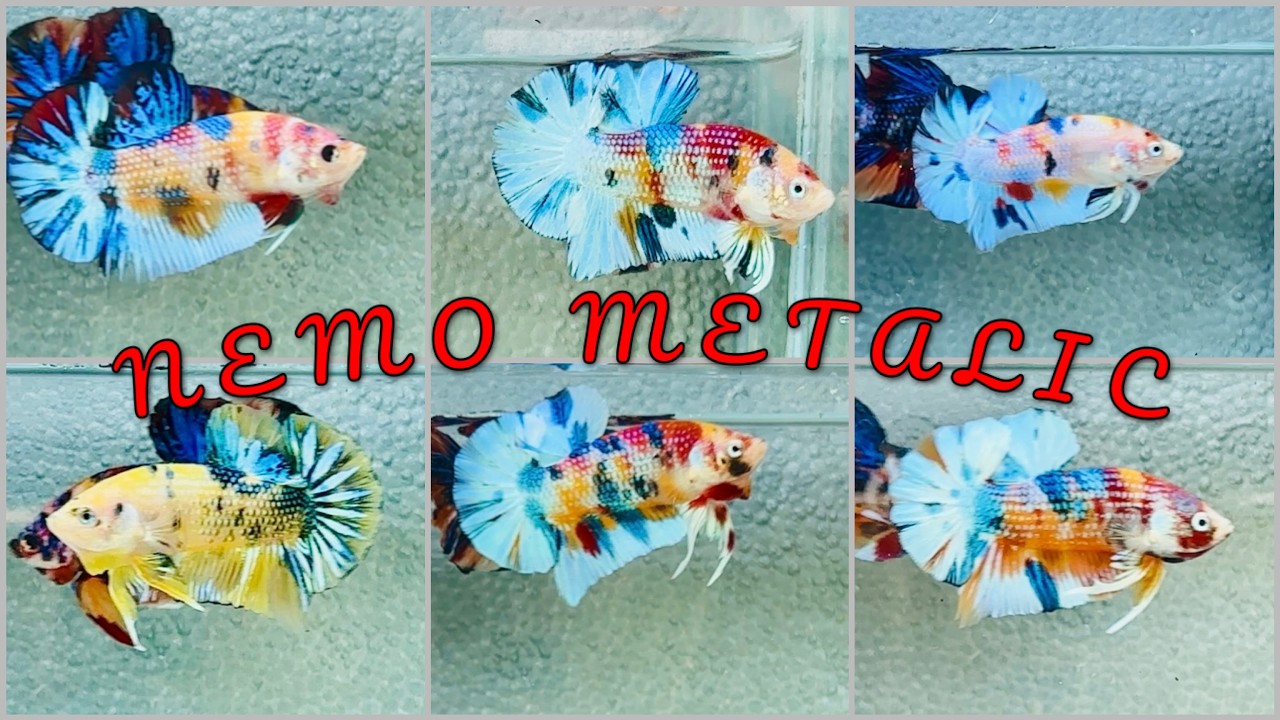 Clip 08-03. Nemo Metalic nền vàng, vẩy trắng giá rẻ. Mời AE người vào săn cá đẹp.