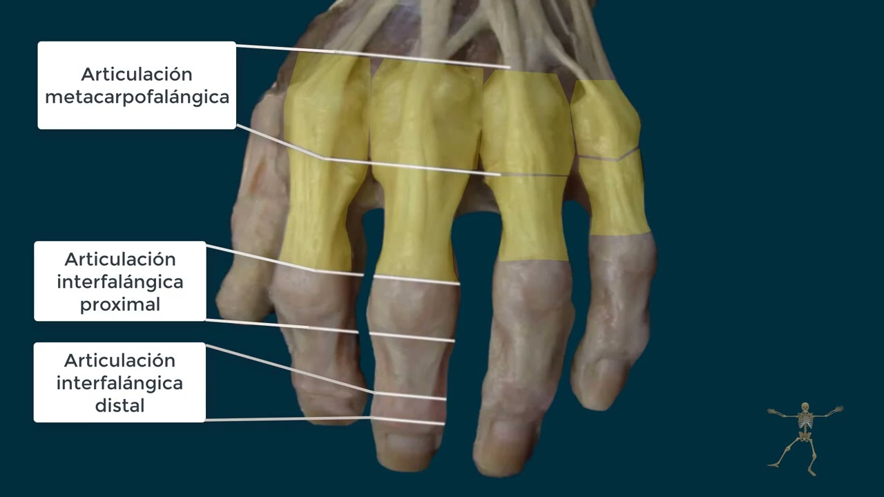 Músculo EXTENSOR COMÚN de los DEDOS | APARATO EXTENSOR de los DEDOS