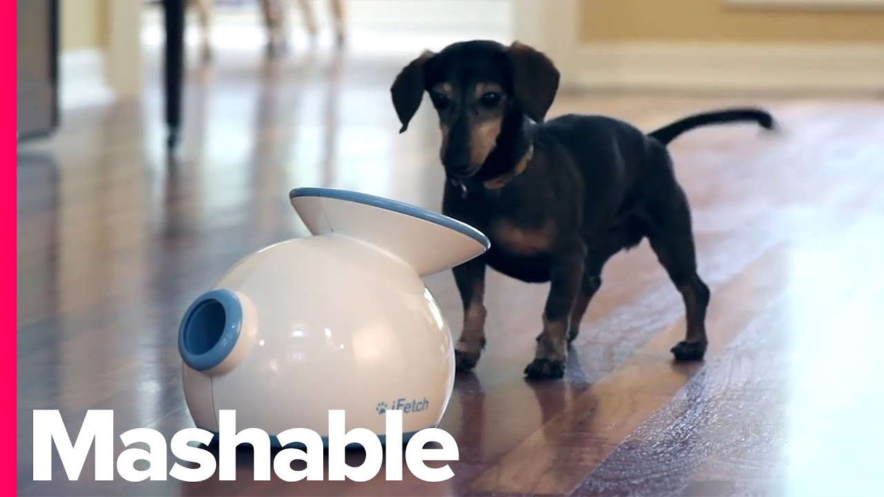 Best Amazon Prime Day Deals for Your Dog