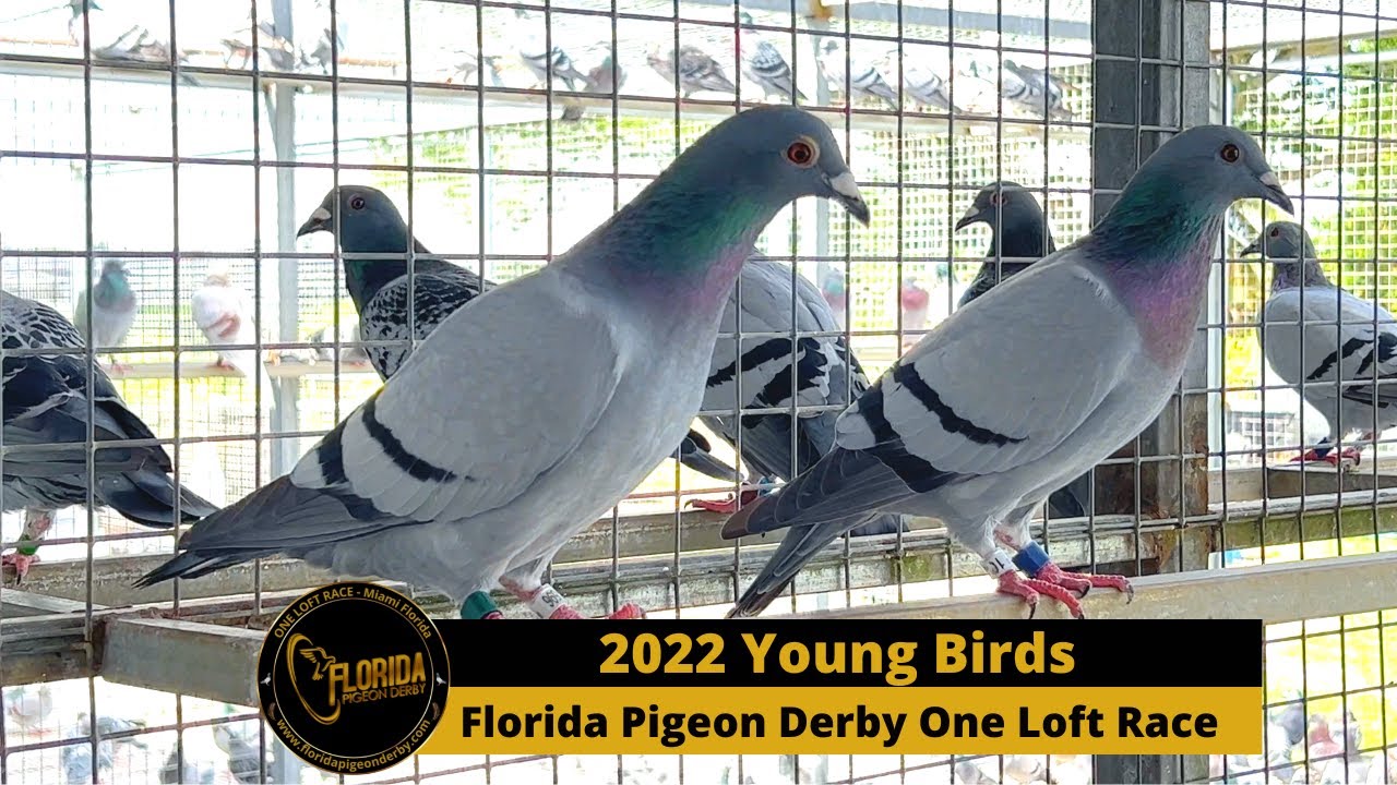 Florida Pigeon Derby One Loft Race September 10th Update