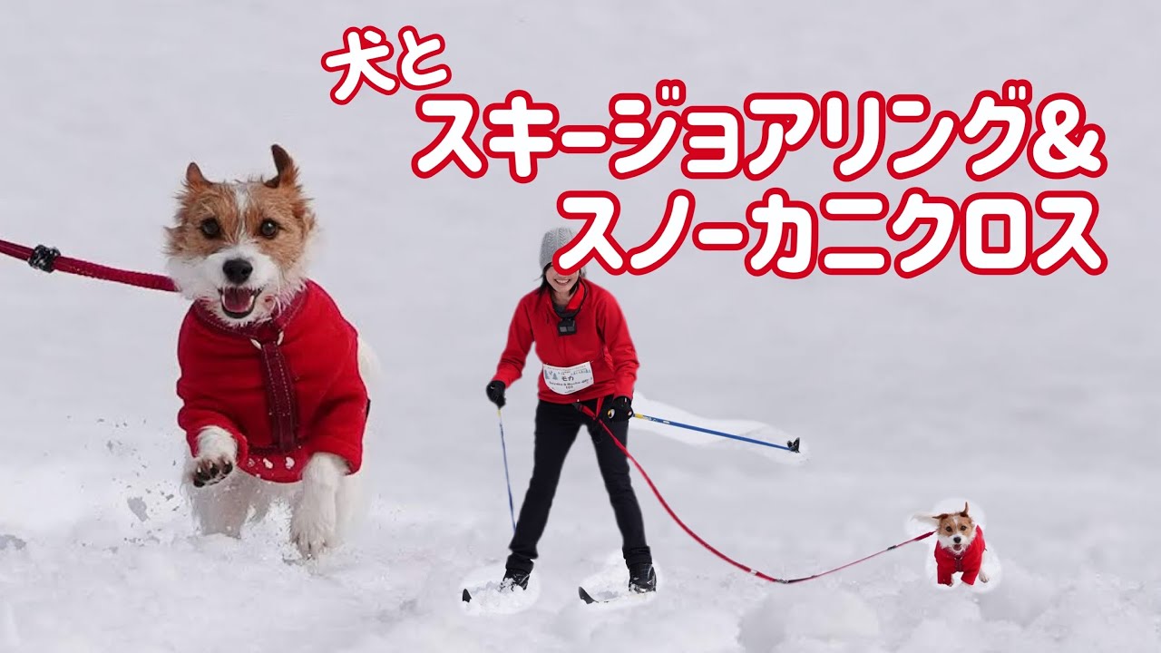 犬とクロスカントリースキー（スキージョアリング）＆スノーカニクロス / Dog Skijoring & Snow Canicross Jack Russell Terrier ジャックラッセルテリア