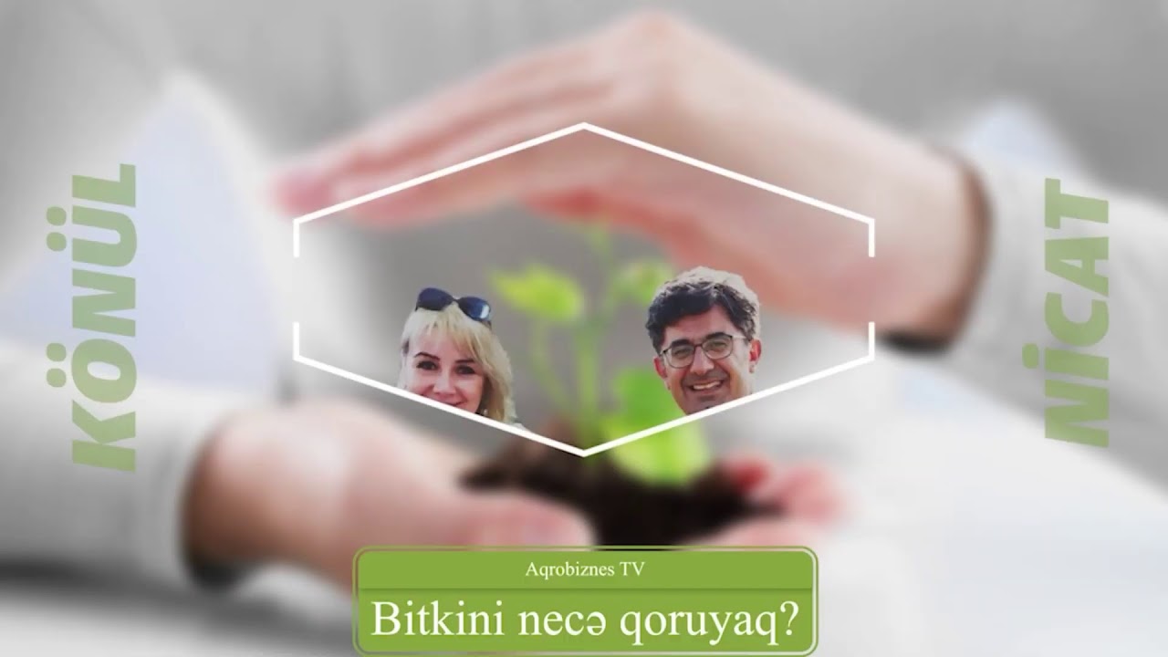 “Bitkini necə qoruyaq?” II veriliş: taxılda pas xəstəliyi