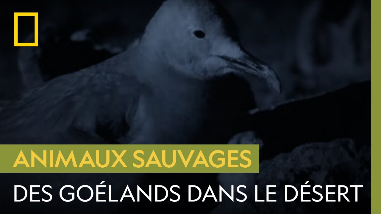 Pourquoi le nid de cet oiseau marin se trouve-t-il à plus de 90 kilomètres de la mer ?