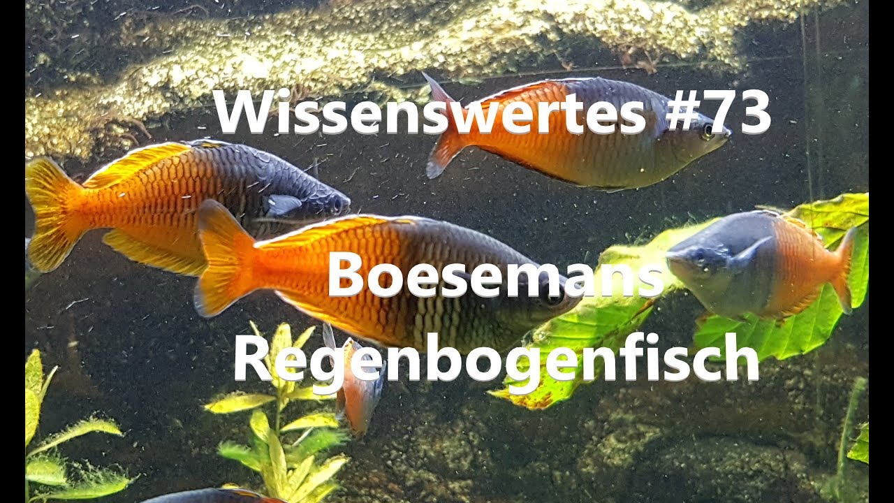 Der Boesemans Regenbogenfisch | Wissenswertes #73