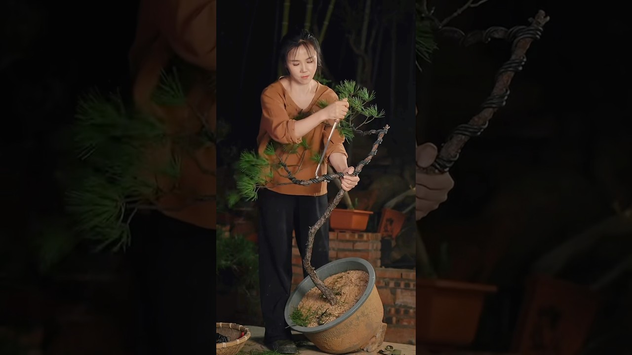 2 super bonsai products in 10 hours 