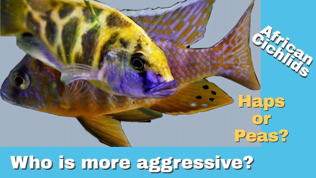 Predator African Cichlids or Peacocks - WHICH IS MORE AGGRESSIVE? - Cichlids & Coffee Live Stream!