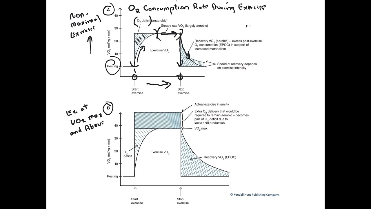 Oxygen consumption rate and exercise