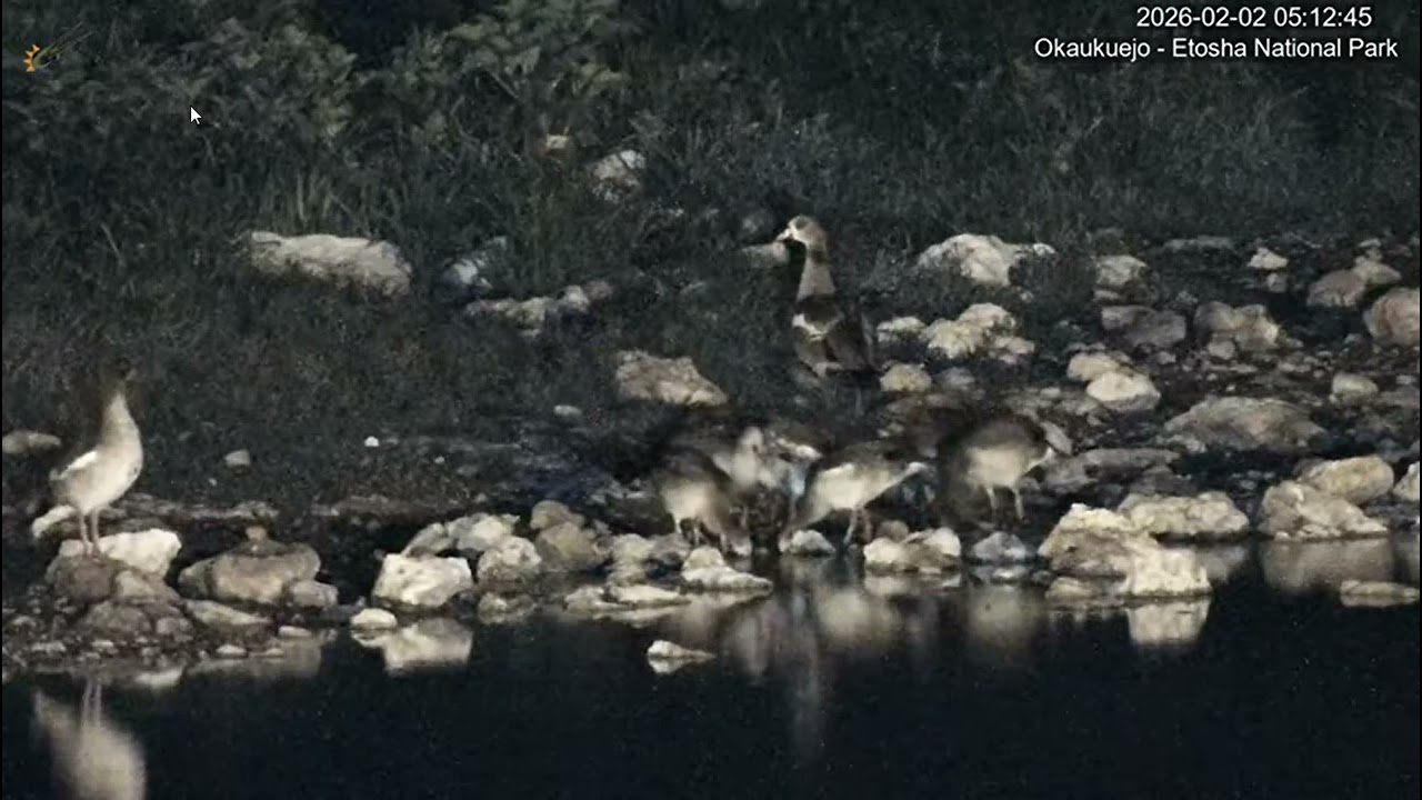 Okaukuejo Resort, Wildlife Waterhole. Egyptian Goose family.Goslings almost as big as parents.