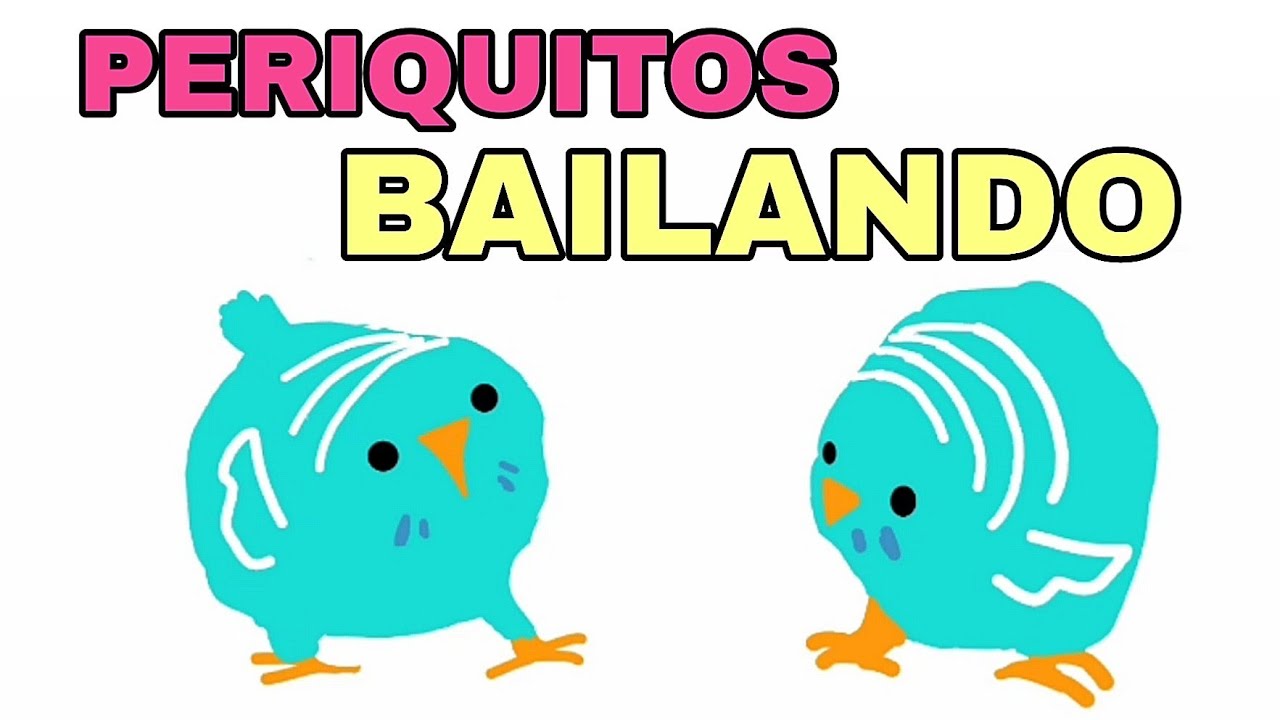 Periquitos bailando
