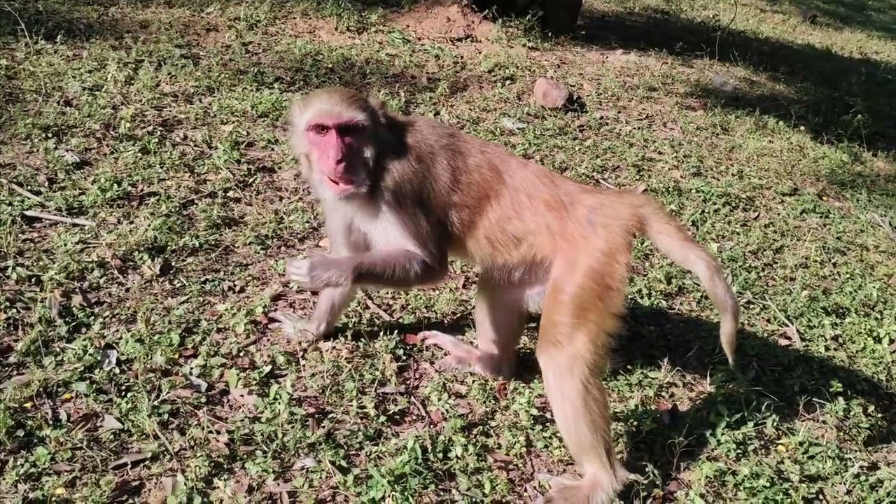 Monkey Video // Bandar Ki Sararat // Bandar mama Video #monkey #virel #animals #funny 
