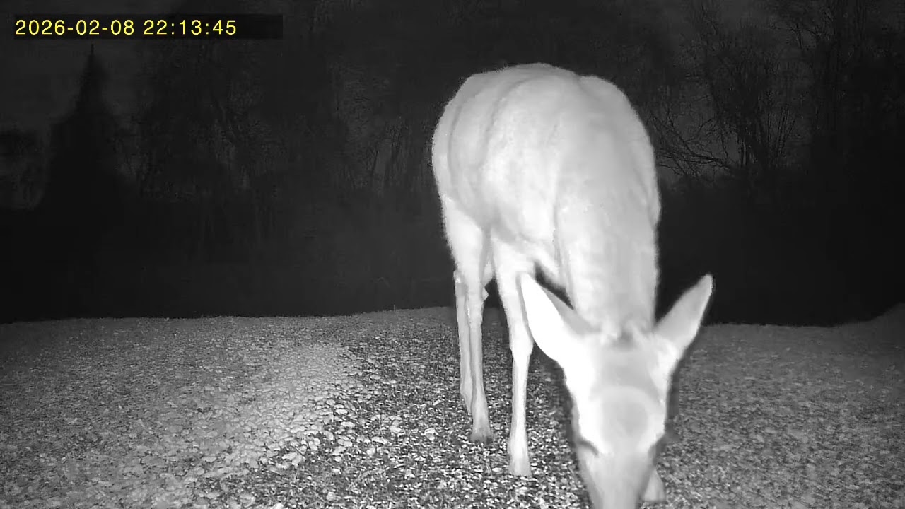 Deer getting a free meal