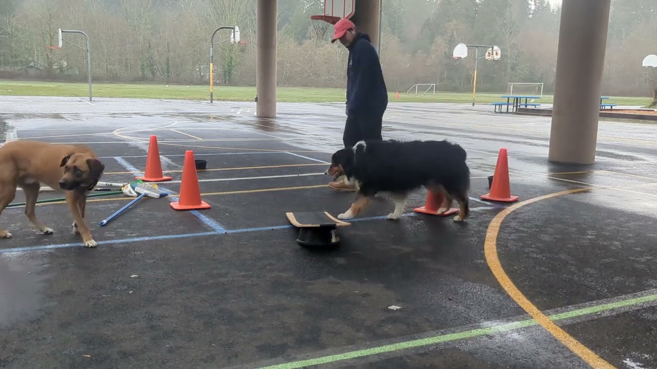 Felix Movement Puzzles 3/8