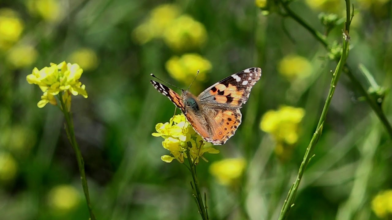 Painted Lady Butterfly Migration