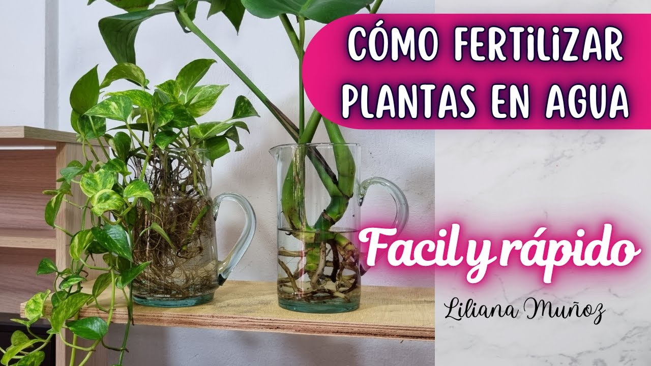CÓMO FERTILIZAR PLANTAS EN AGUA FACIL Y RAPIDO/Liliana Muñoz