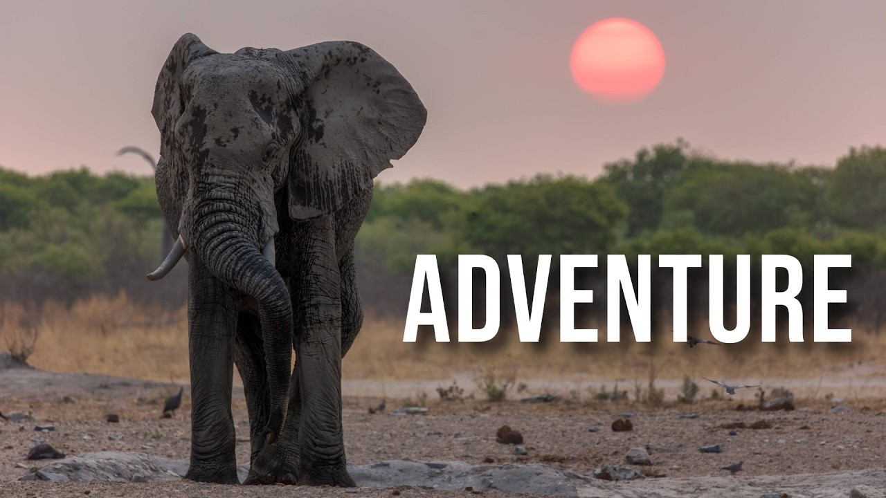 Wildlife photography every single day. The Chobe magic continues.