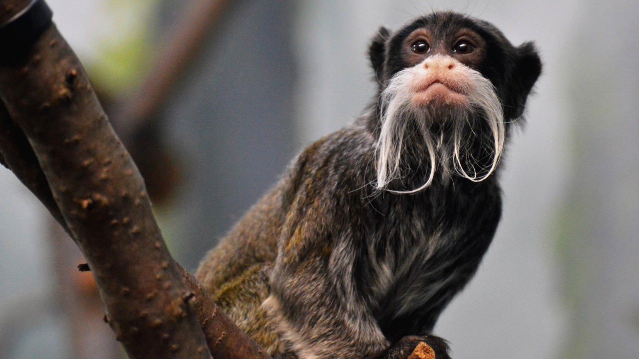 all about Tamarin monkeys: Species and Facts relieved