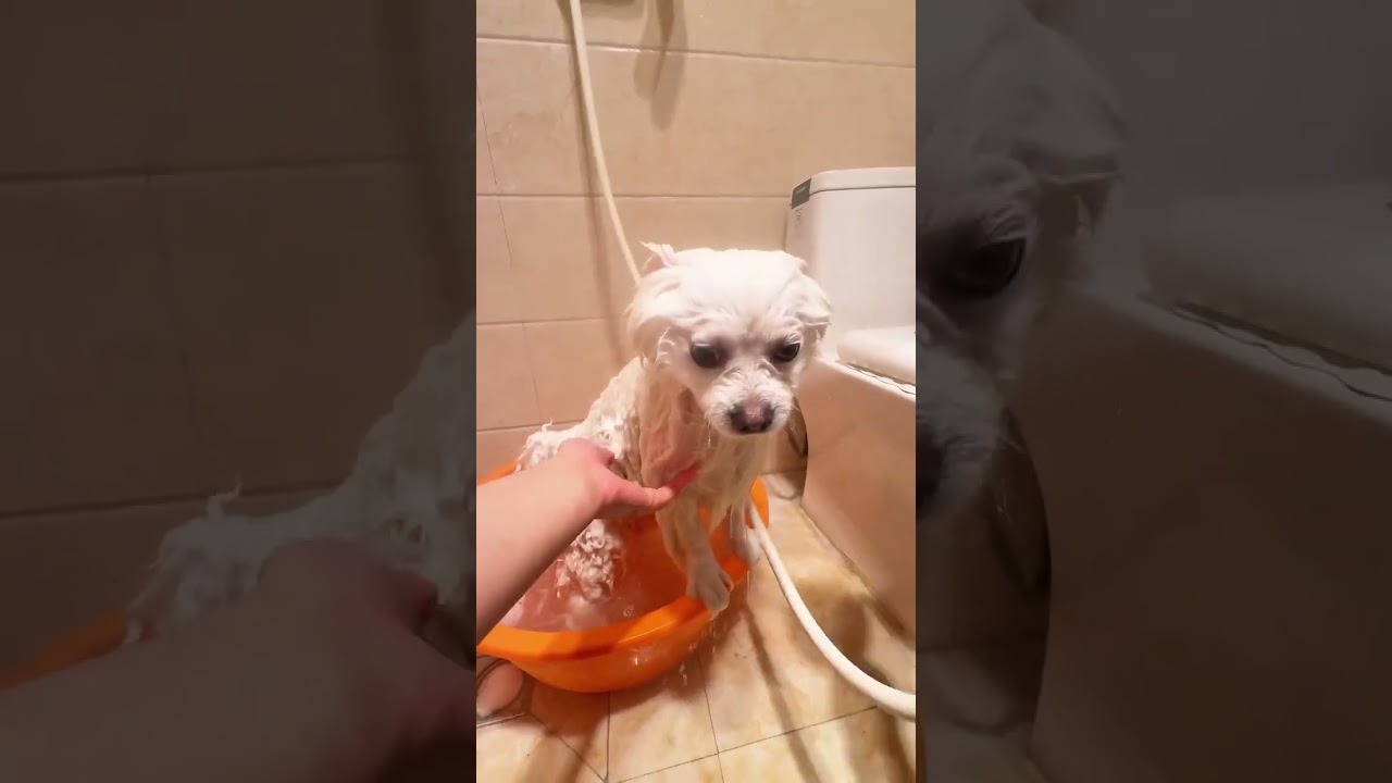 Countdown to Pup's New Year Bath: A Heartwarming Pre-Christmas Ritual