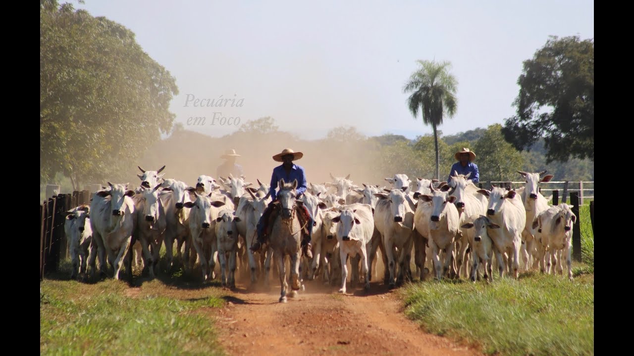 PECUÁRIA EM FOCO - NELORE MOINHO 2019