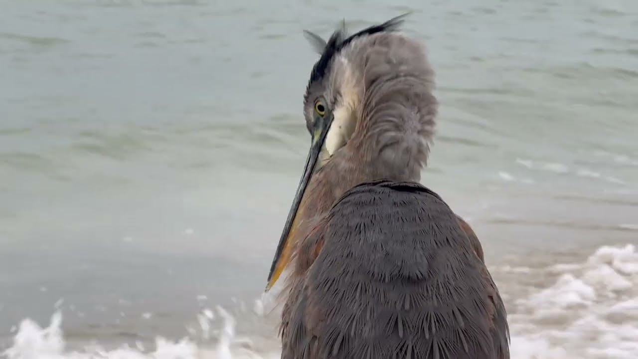 Blue Heron “Fred” on Johnson Beach 🐦🌊 Sand Dollar Find + Rolling Waves | Raw 5-Min Walk