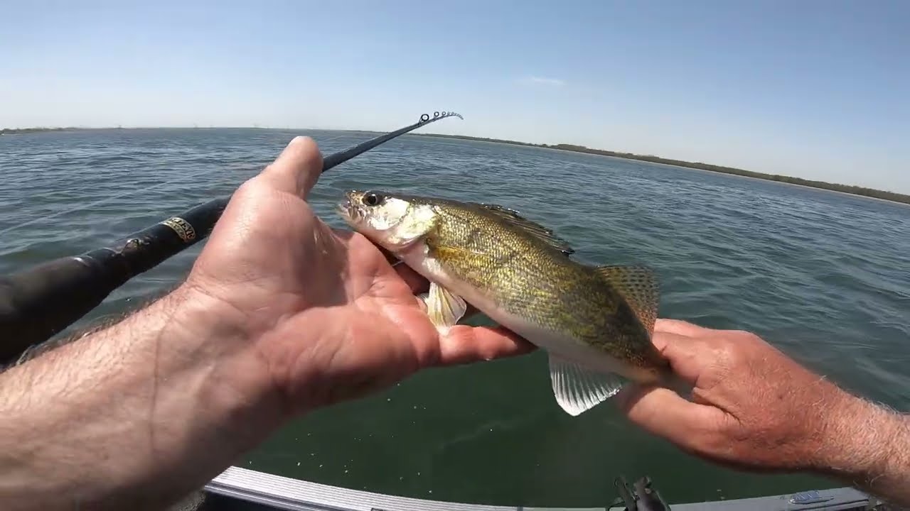 HEIDECKE lake WALLEYE 5/10/25