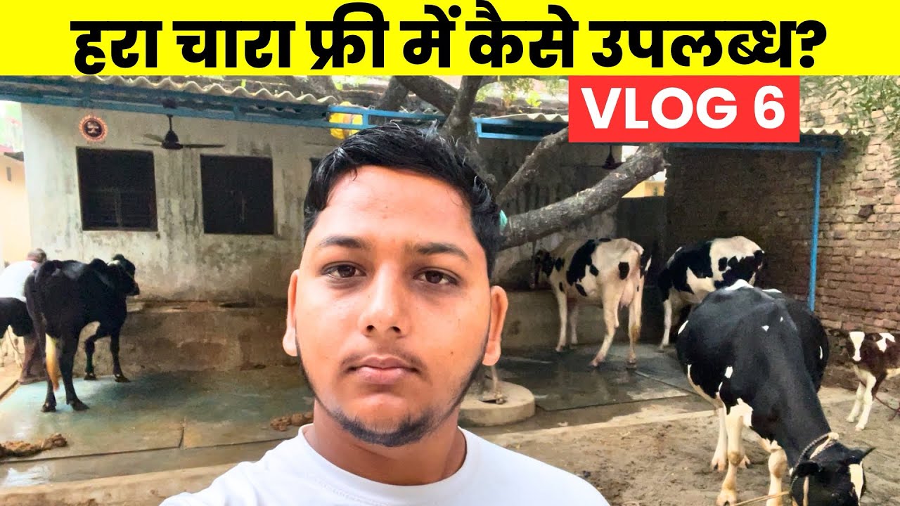 VLOG 6: How is green fodder free for cows?