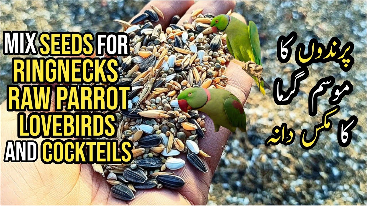 Seedmix For Ringnecks, Raw, Lovebirds and Cockteils | Voice of Animalia