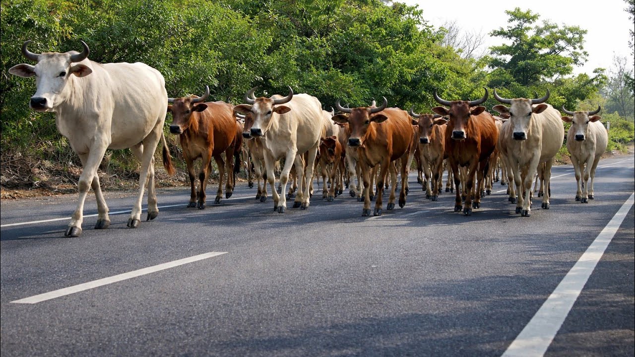 twenty tame cows walking home in the afternoon