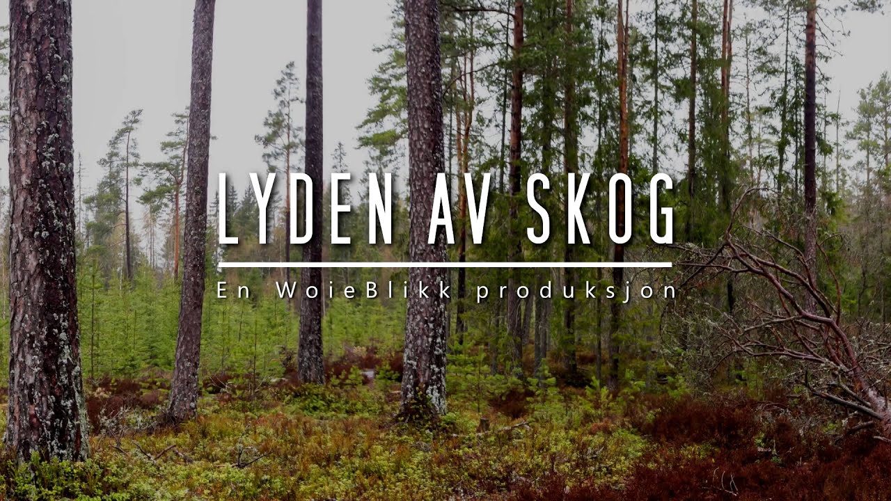 V&aring;rlyder i skogen