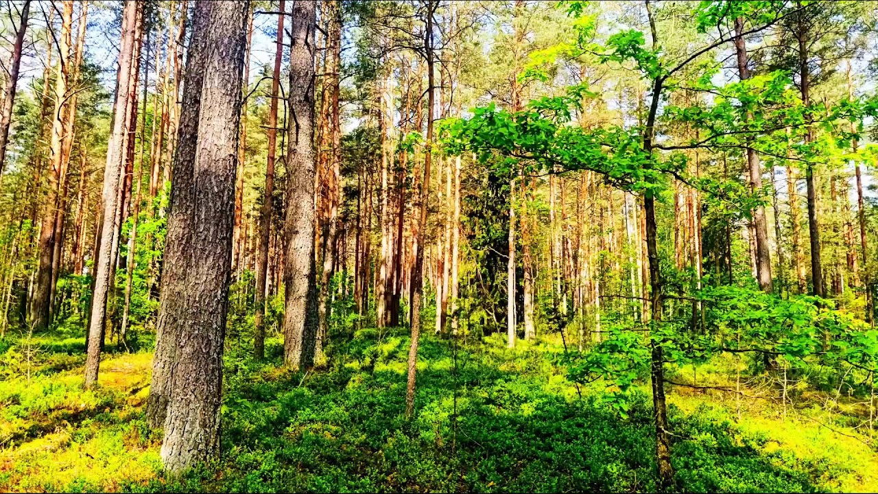 Натуральное средство от стресса и тревоги — пение птиц 🌿 Звуки природы